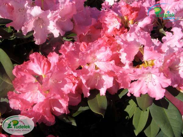 Rhododendron Solidarity